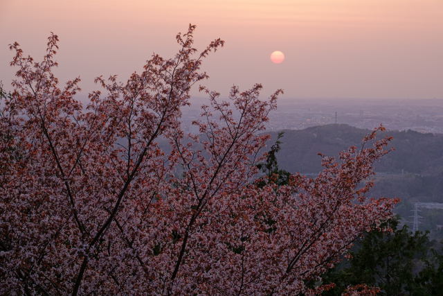 山桜と夕日