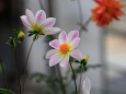 温室に咲くダリアの花