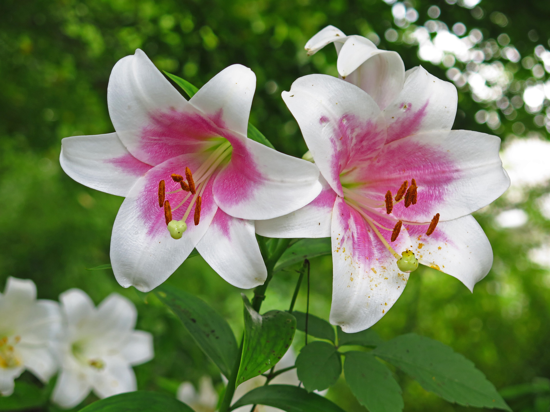 花 植物 ゆりの花 壁紙19x1440 壁紙館