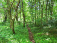 森の小径-瀞川平