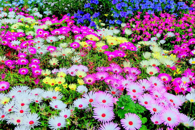 日比谷公園の花壇