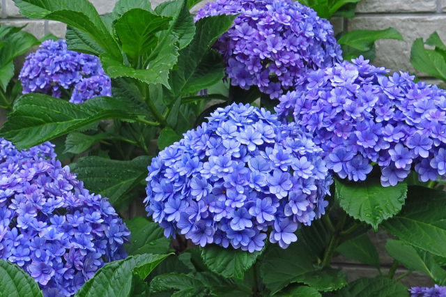 散歩道の花 1806-18-1