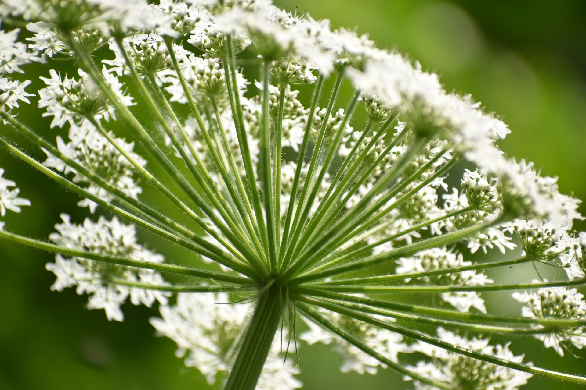 花 植物 セリ科の植物 壁紙19x1280 壁紙館