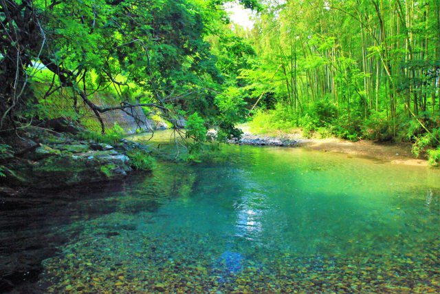 竹林と青い川
