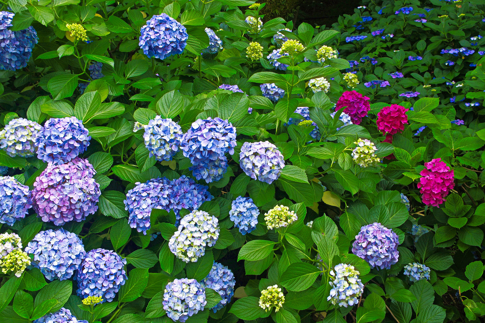 花 植物 あじさい 壁紙19x1280 壁紙館