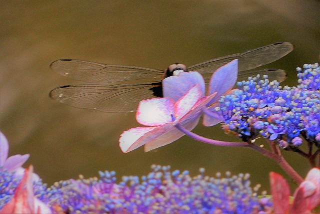 紫陽花とコシアキトンボ