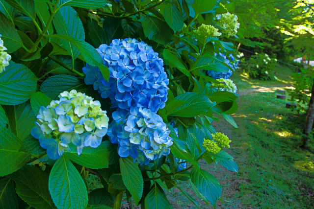 境内にひっそりと咲くあじさい