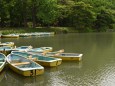 中島公園 菖蒲池