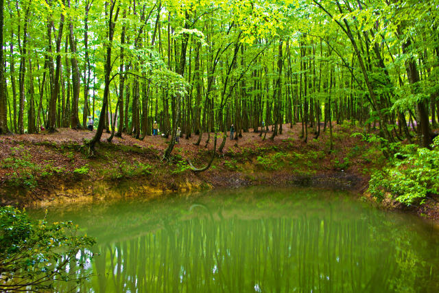 美しいブナの林・美人林