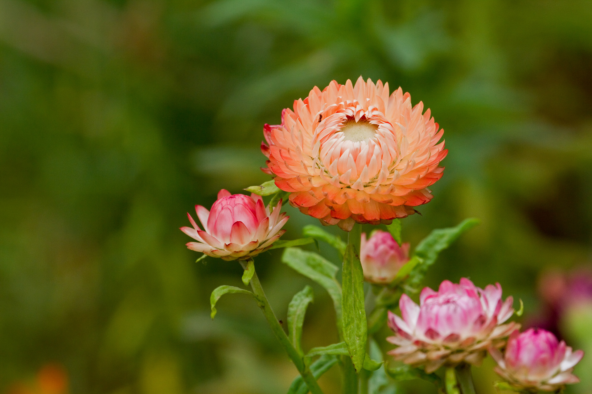 花 植物 かいがらそう 壁紙19x1280 壁紙館
