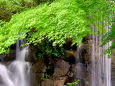 青紅葉と滝