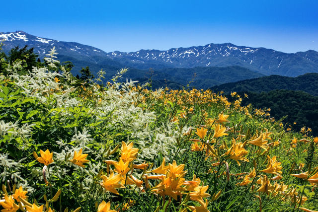 白山高山植物園