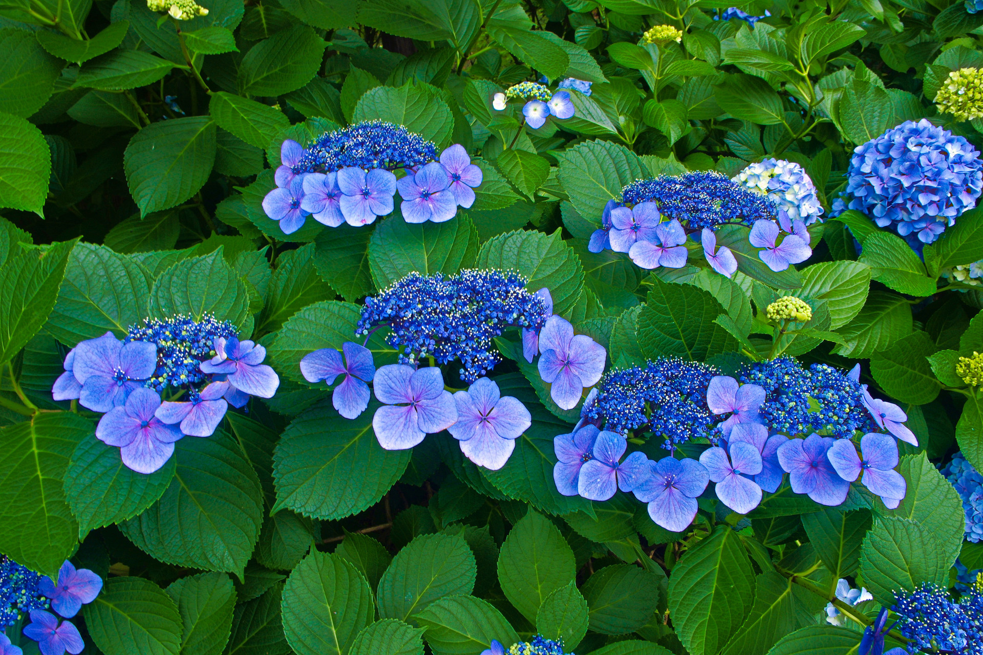 花 植物 ガクアジサイ 壁紙1920x1280 壁紙館