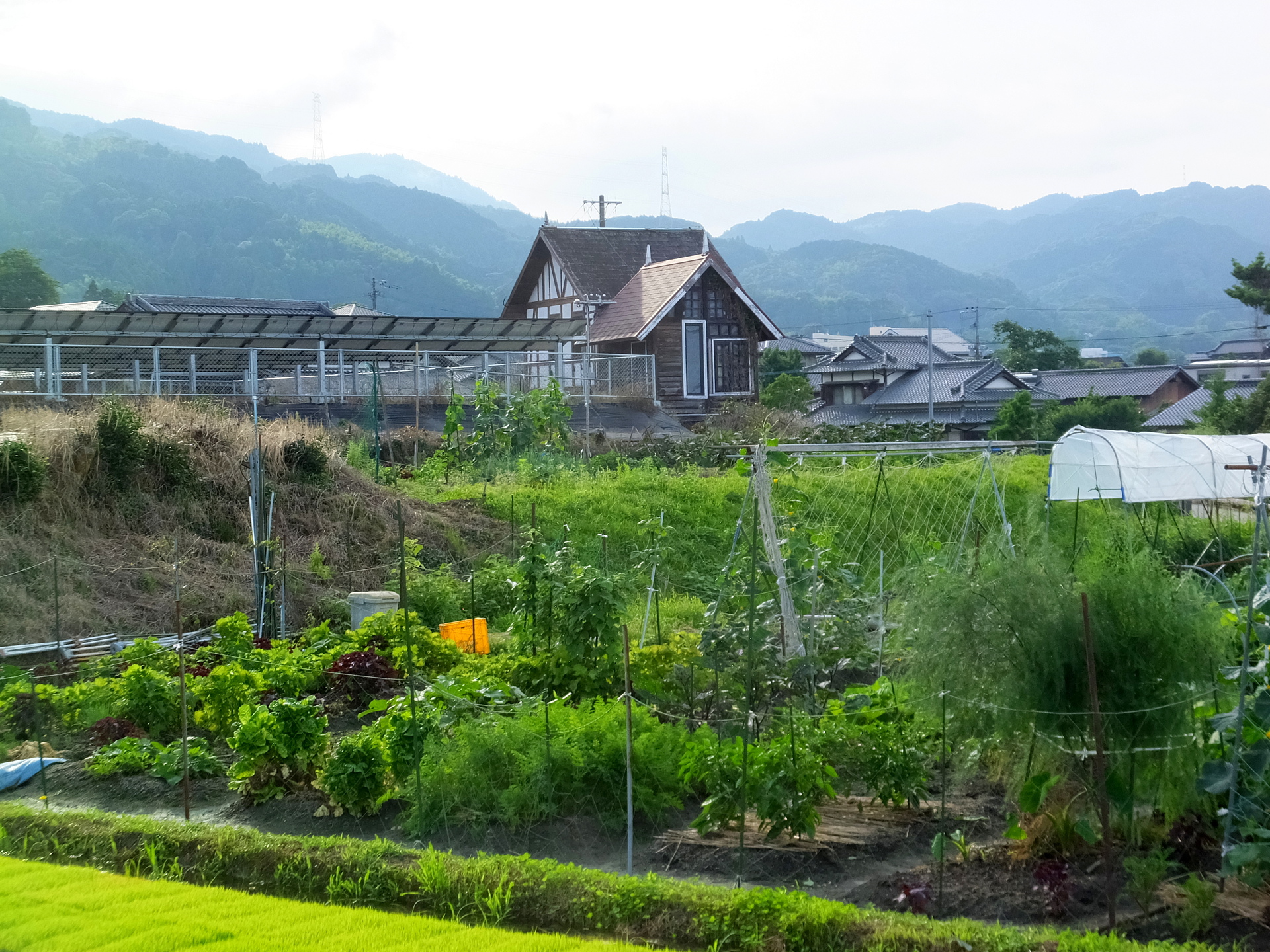 日本の風景 田舎の初夏風景 壁紙19x1440 壁紙館