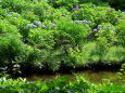 小川に咲く紫陽花