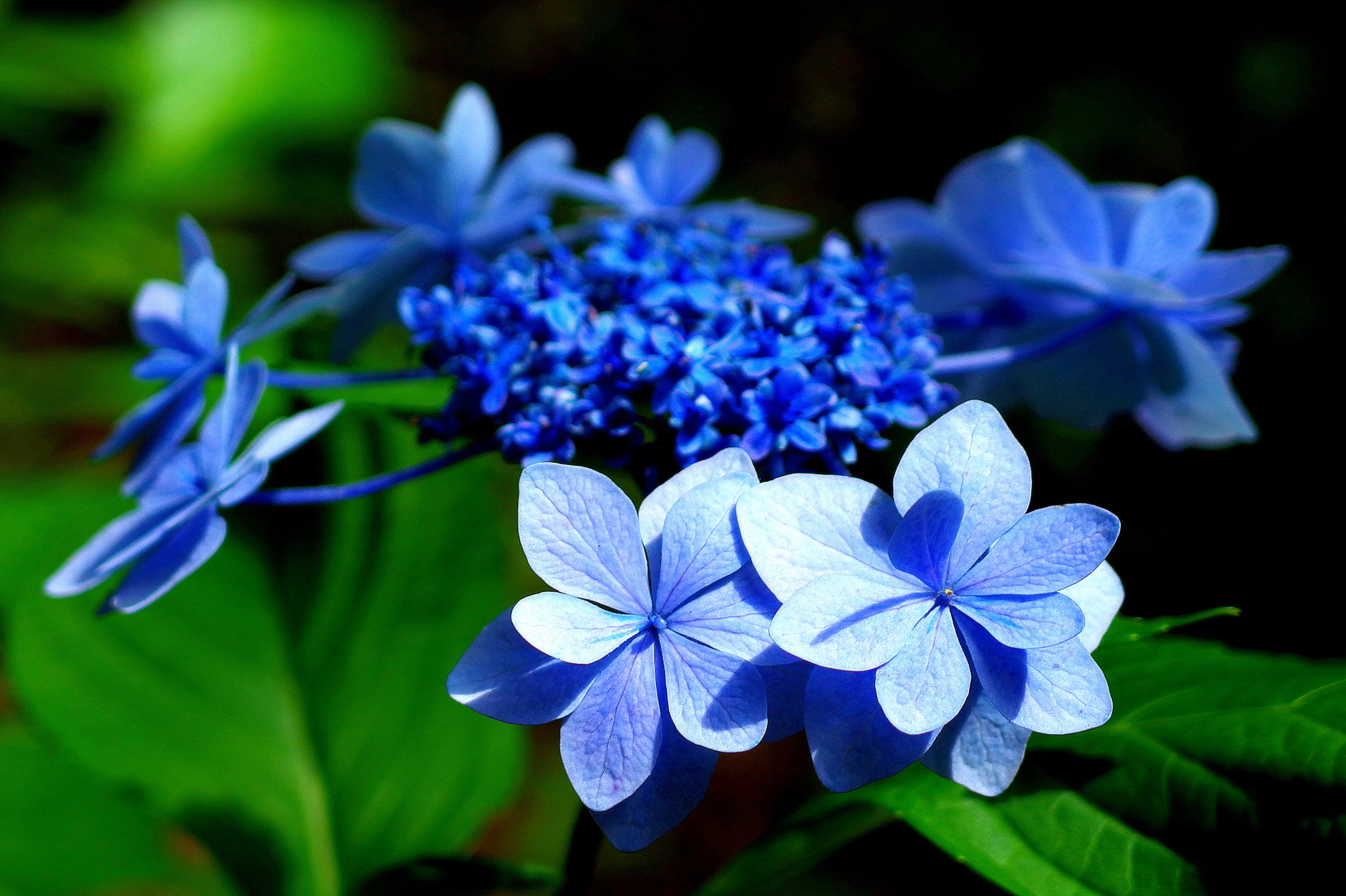 花 植物 額紫陽花 城ヶ崎 壁紙19x1279 壁紙館