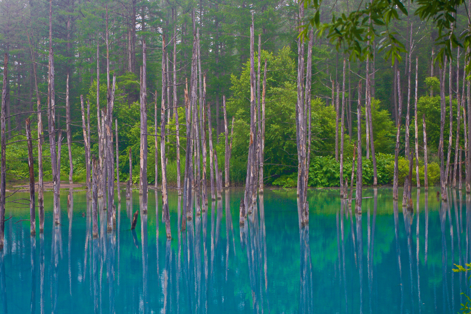 日本の風景 美瑛 青い池 壁紙19x1280 壁紙館