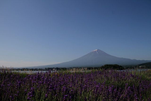 富士山&ラベンダー