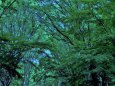 武蔵野の林