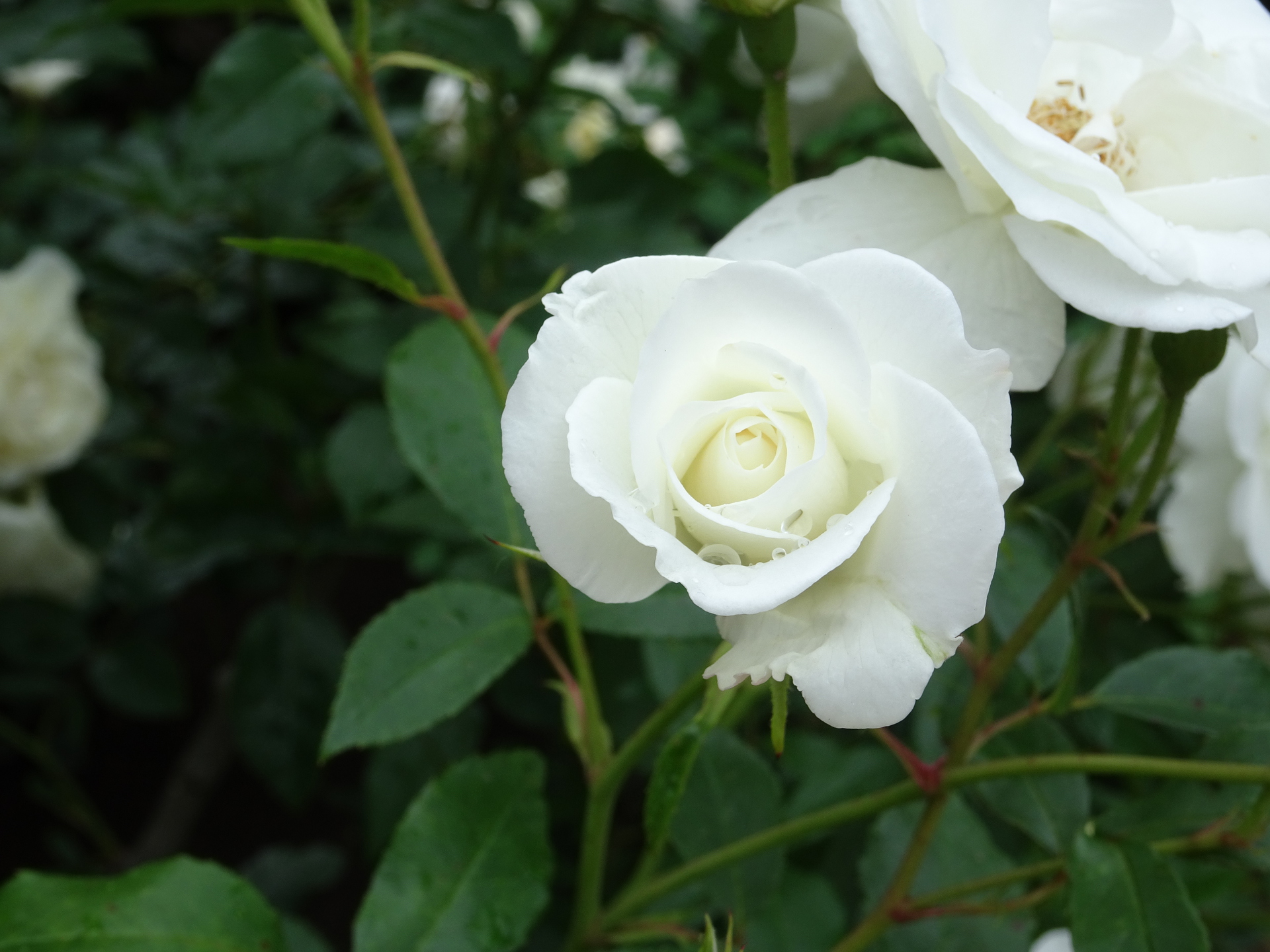 花 植物 白薔薇 壁紙19x1440 壁紙館