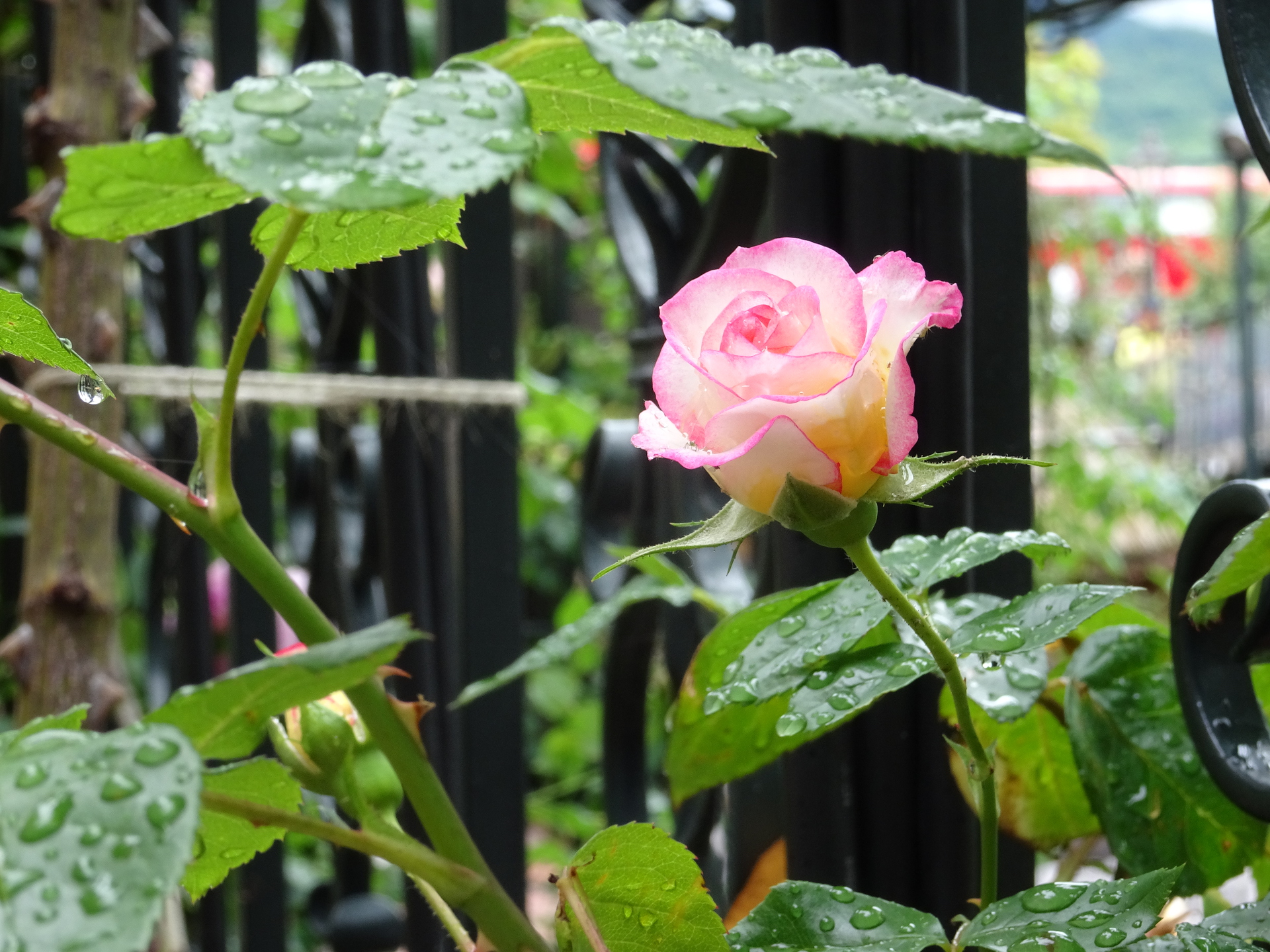 完了しました ピンク 花 壁紙 白 ただ素晴らしい花