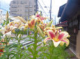 街角に咲くユリの花
