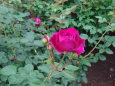 濃いピンクの薔薇