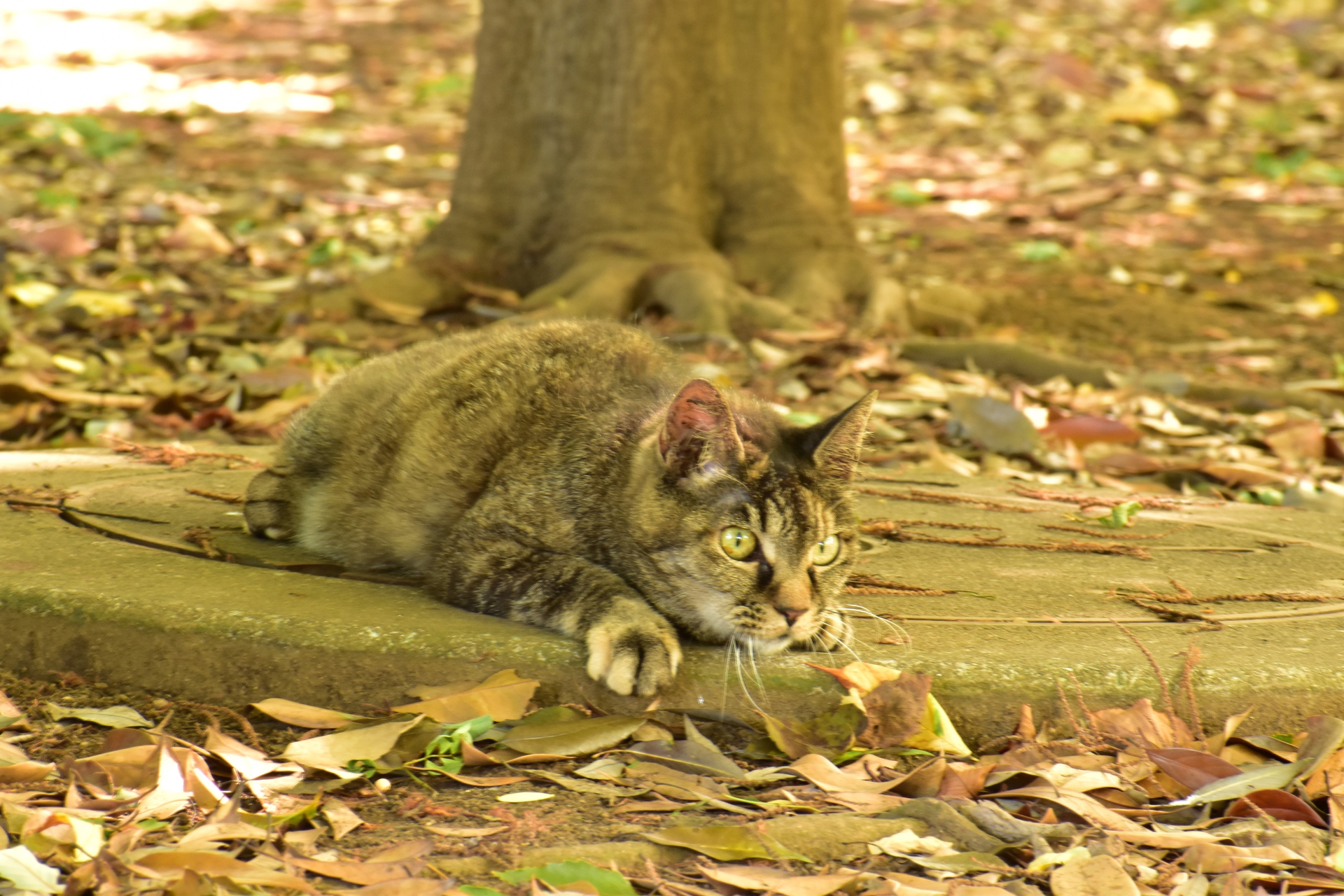 動物 猫 猫バス 壁紙19x1280 壁紙館