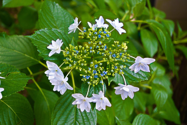 隅田の花火