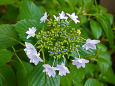 隅田の花火