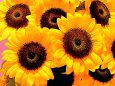 RndList[3]