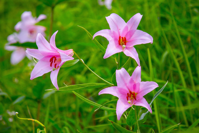 北野農村公園ササユリ群生地