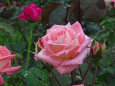 RndList[3]