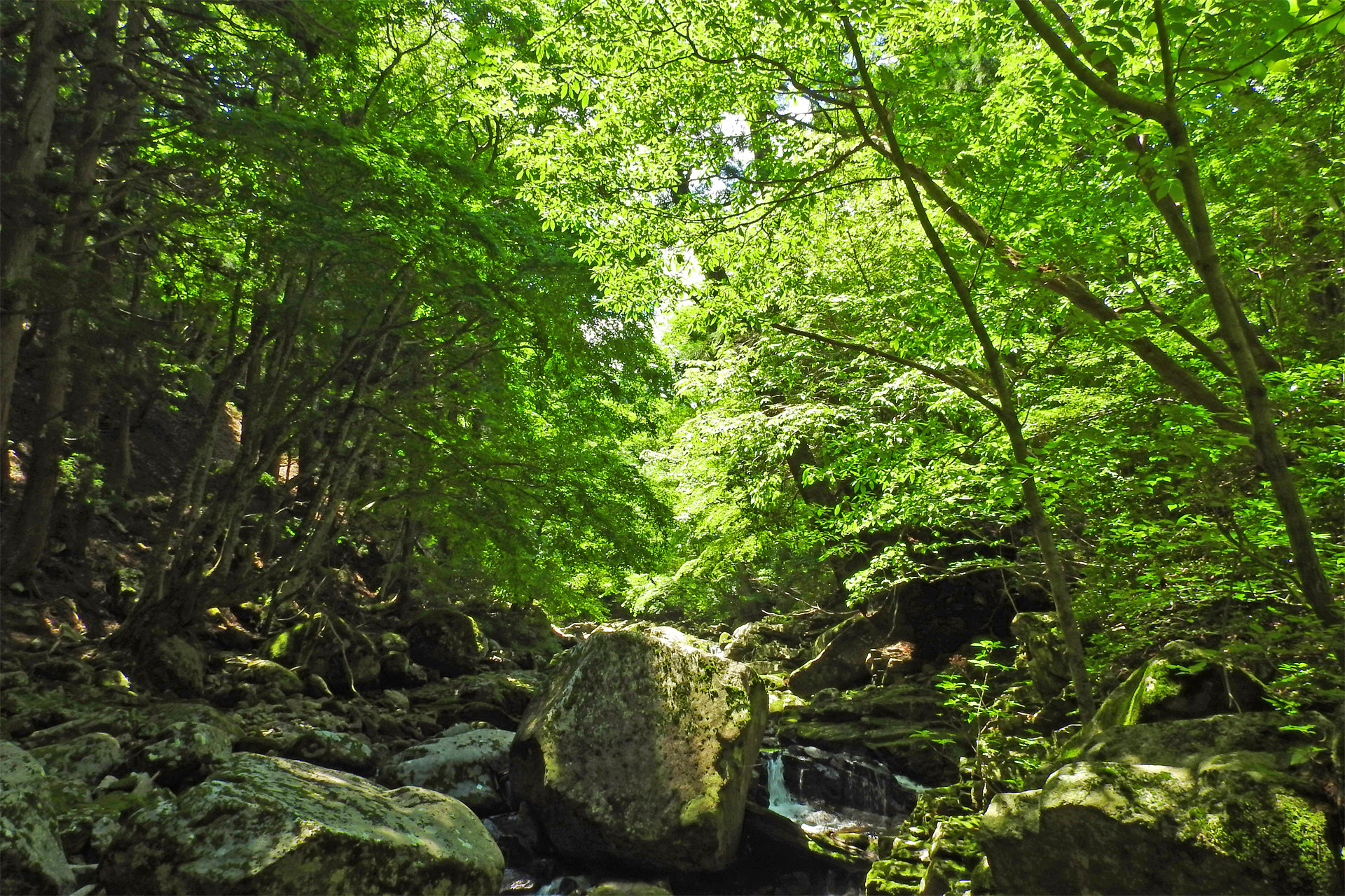 日本の風景 木漏れ日の渓流 初夏10 壁紙19x1280 壁紙館