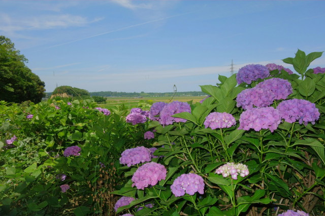 水切町に咲くあじさい
