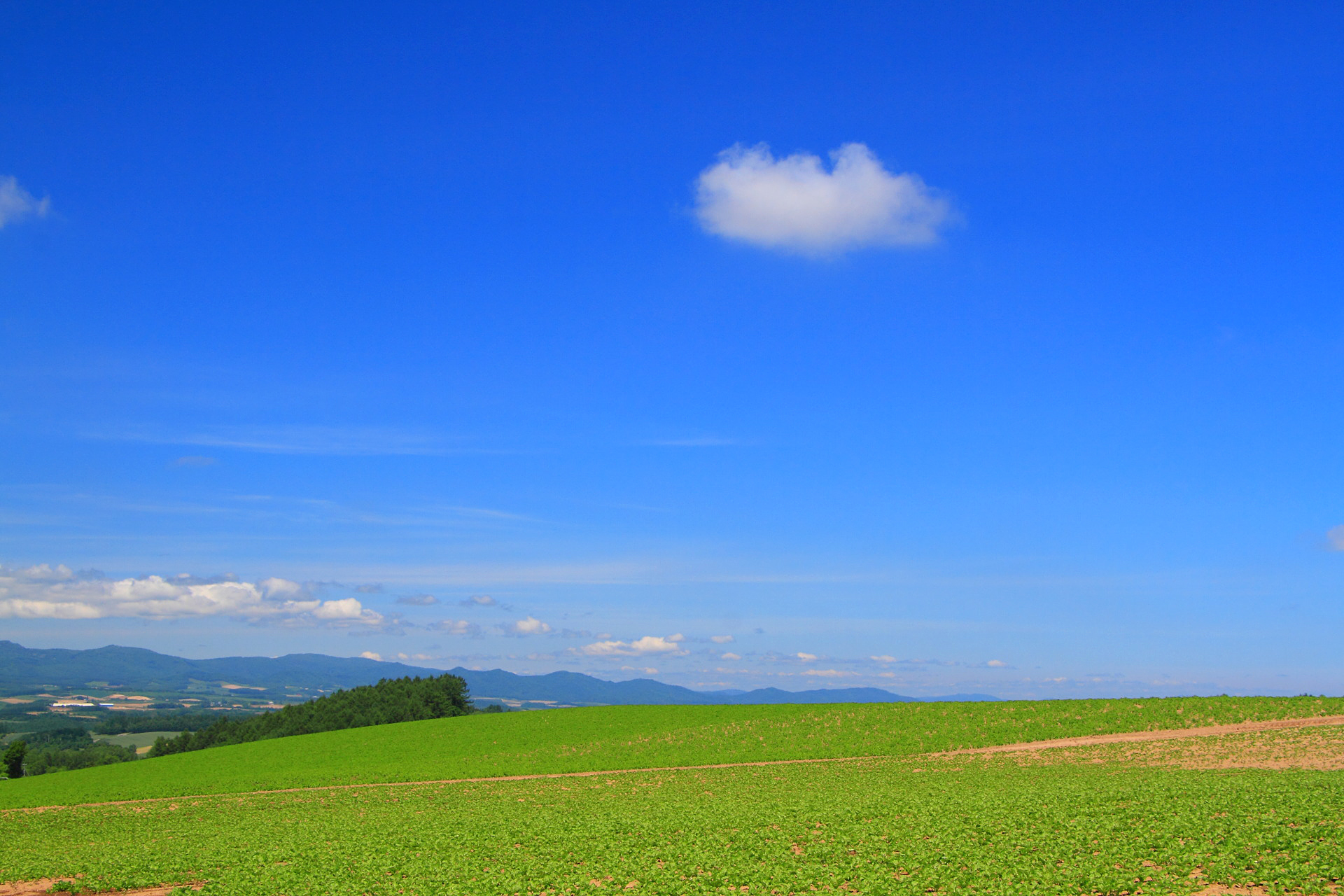 日本の風景 美瑛の初夏 16 ぽっかり綿雲 壁紙19x1280 壁紙館