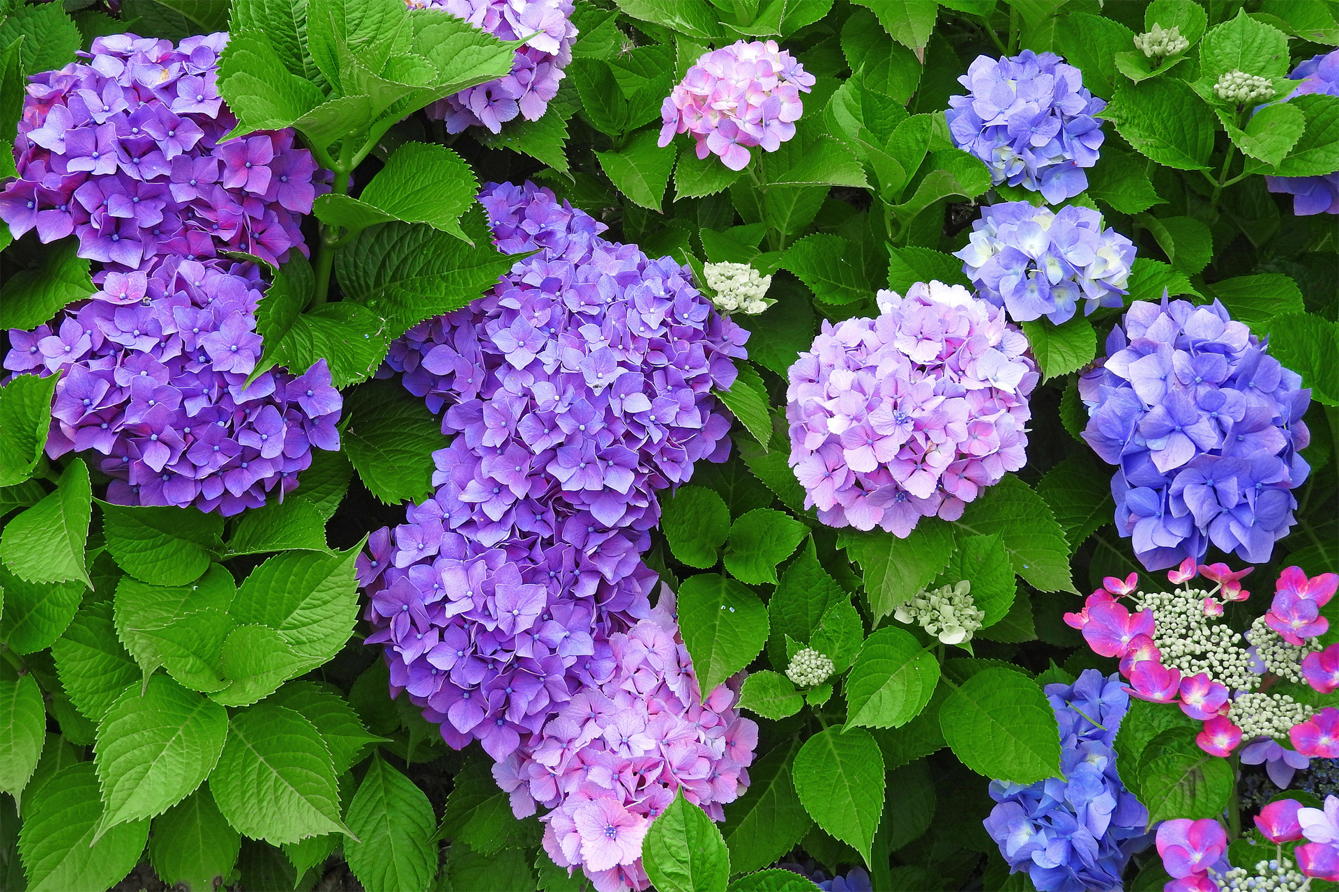 花 植物 紫陽花の垣根 壁紙19x1280 壁紙館