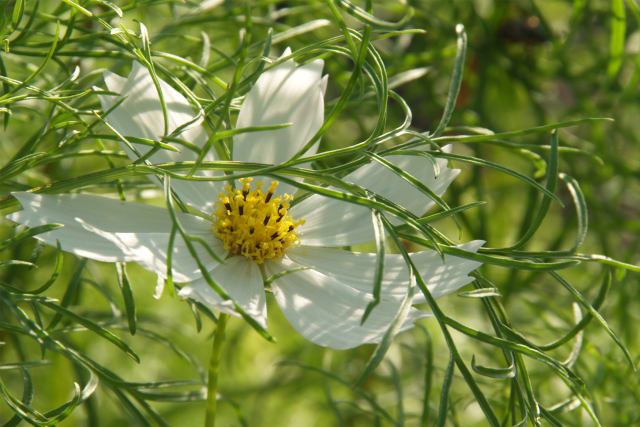 真夏の白花満開