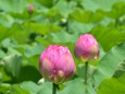 RndList[3]