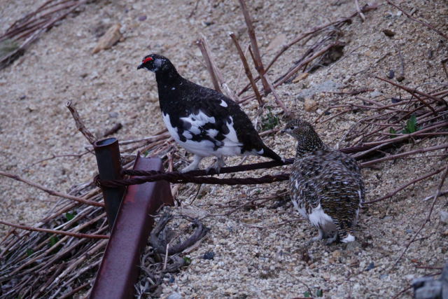 燕山荘のつがい