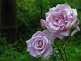 RndList[3]
