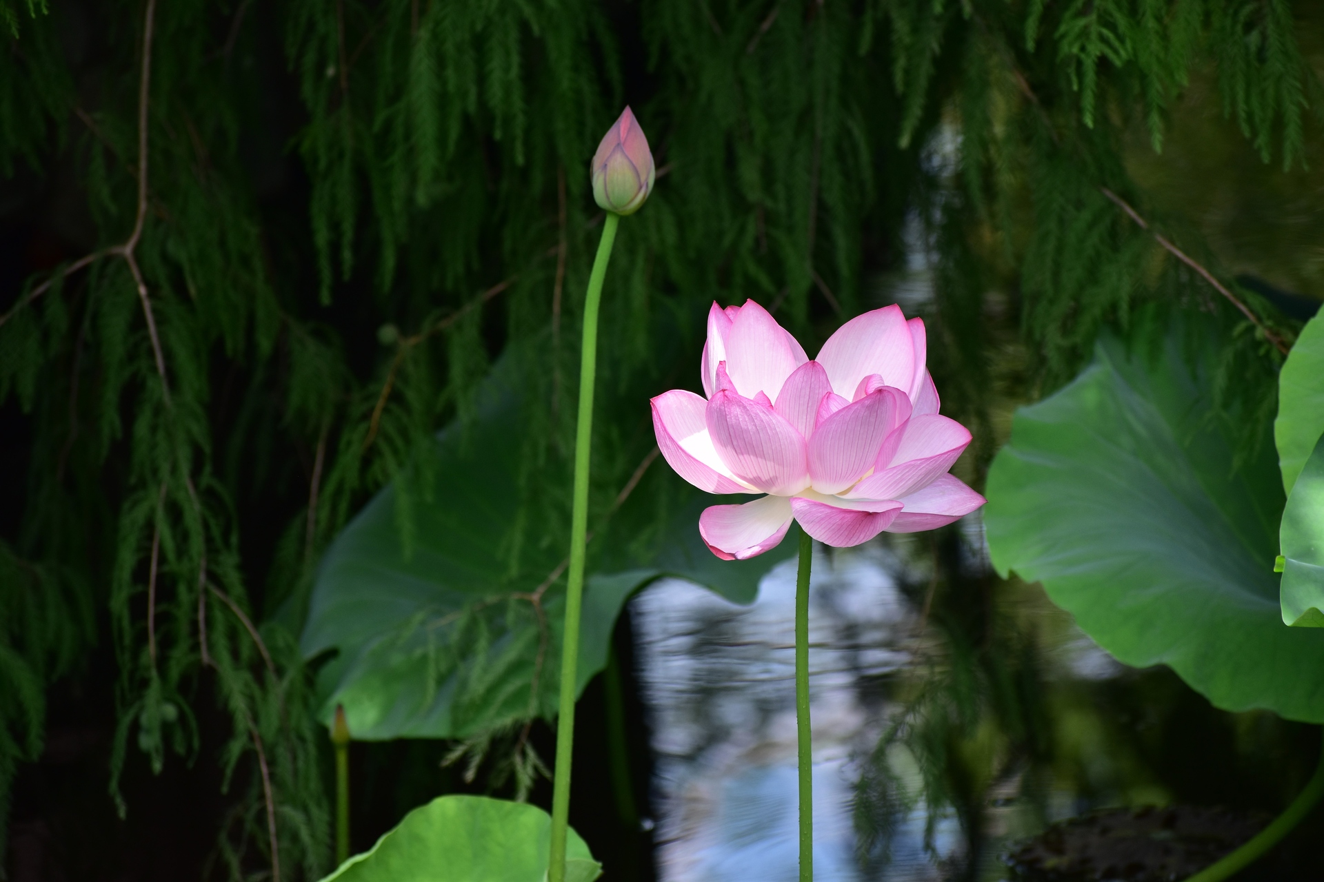 花 植物 上野恩賜公園の蓮 壁紙19x1280 壁紙館