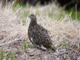 燕山荘の雌雷鳥3