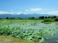 瓢湖の夏