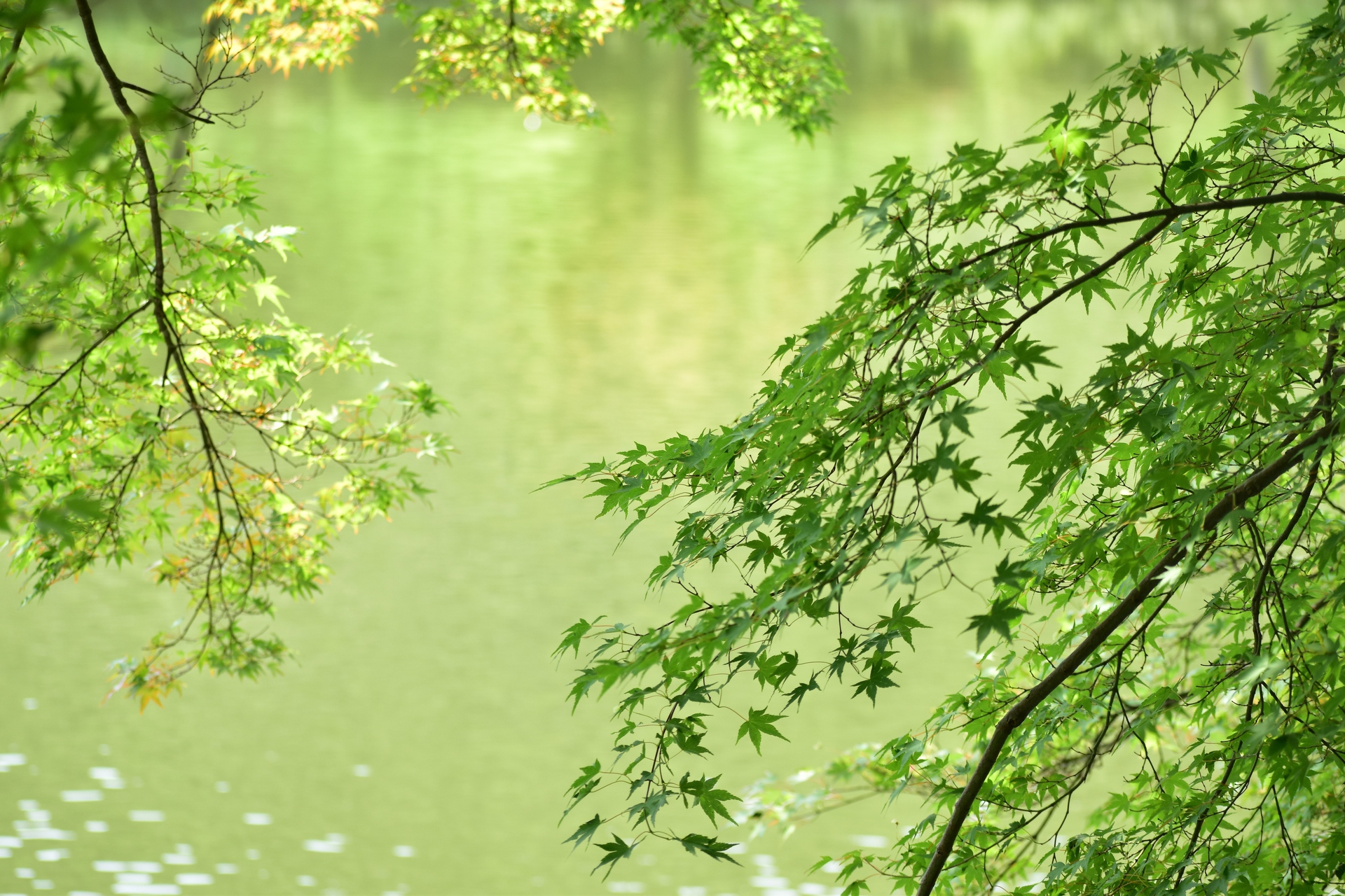 花 植物 水辺の青もみじ 壁紙19x1280 壁紙館