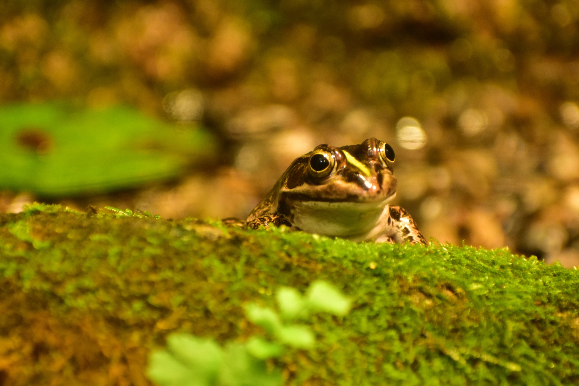 動物 その他 カエルです 壁紙19x1280 壁紙館