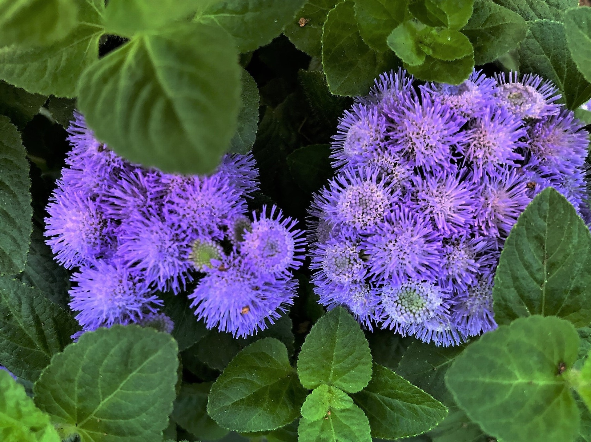 花 植物 アゲラタム 壁紙19x1438 壁紙館