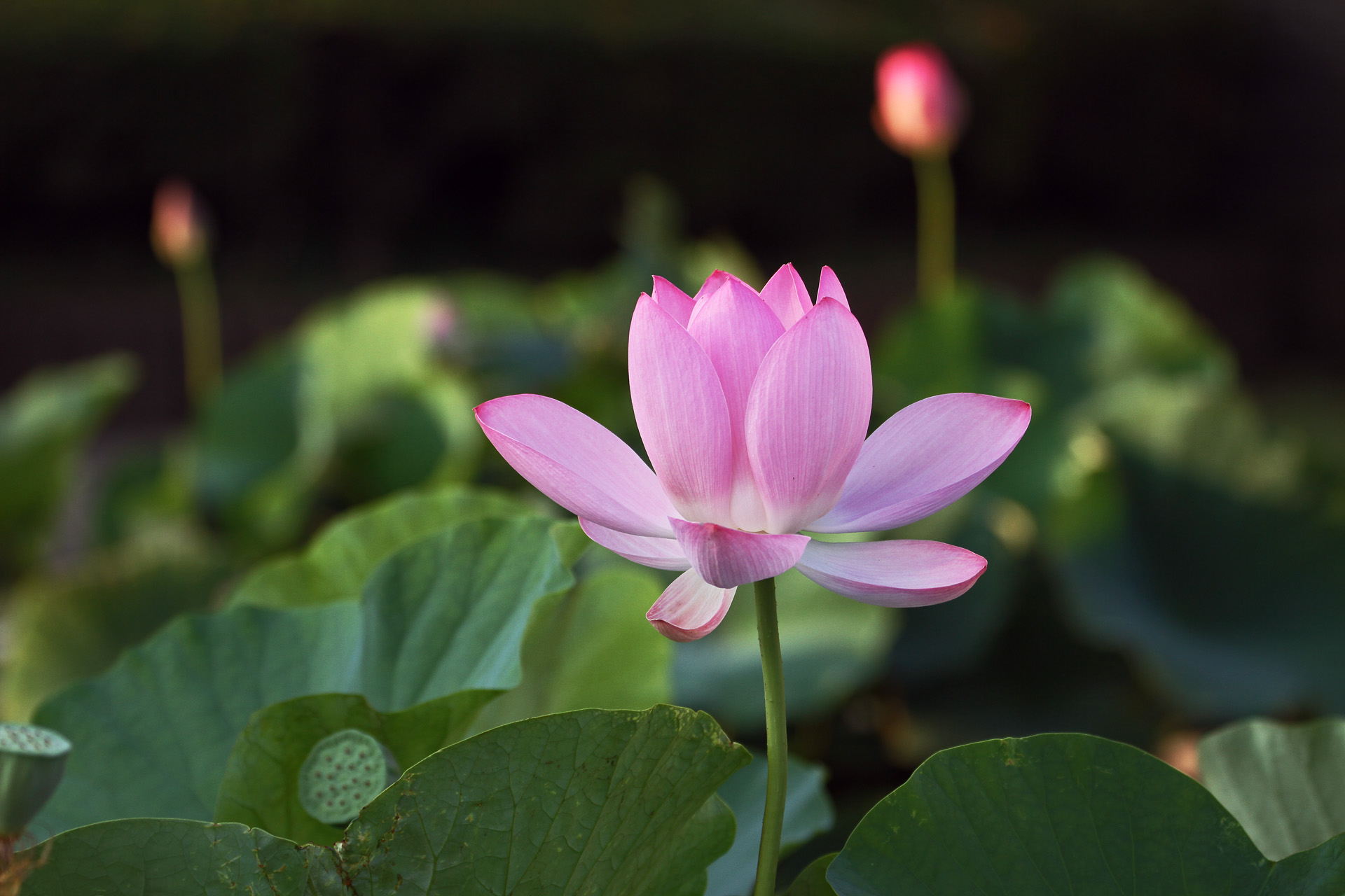 花 植物 蓮の花 壁紙19x1280 壁紙館