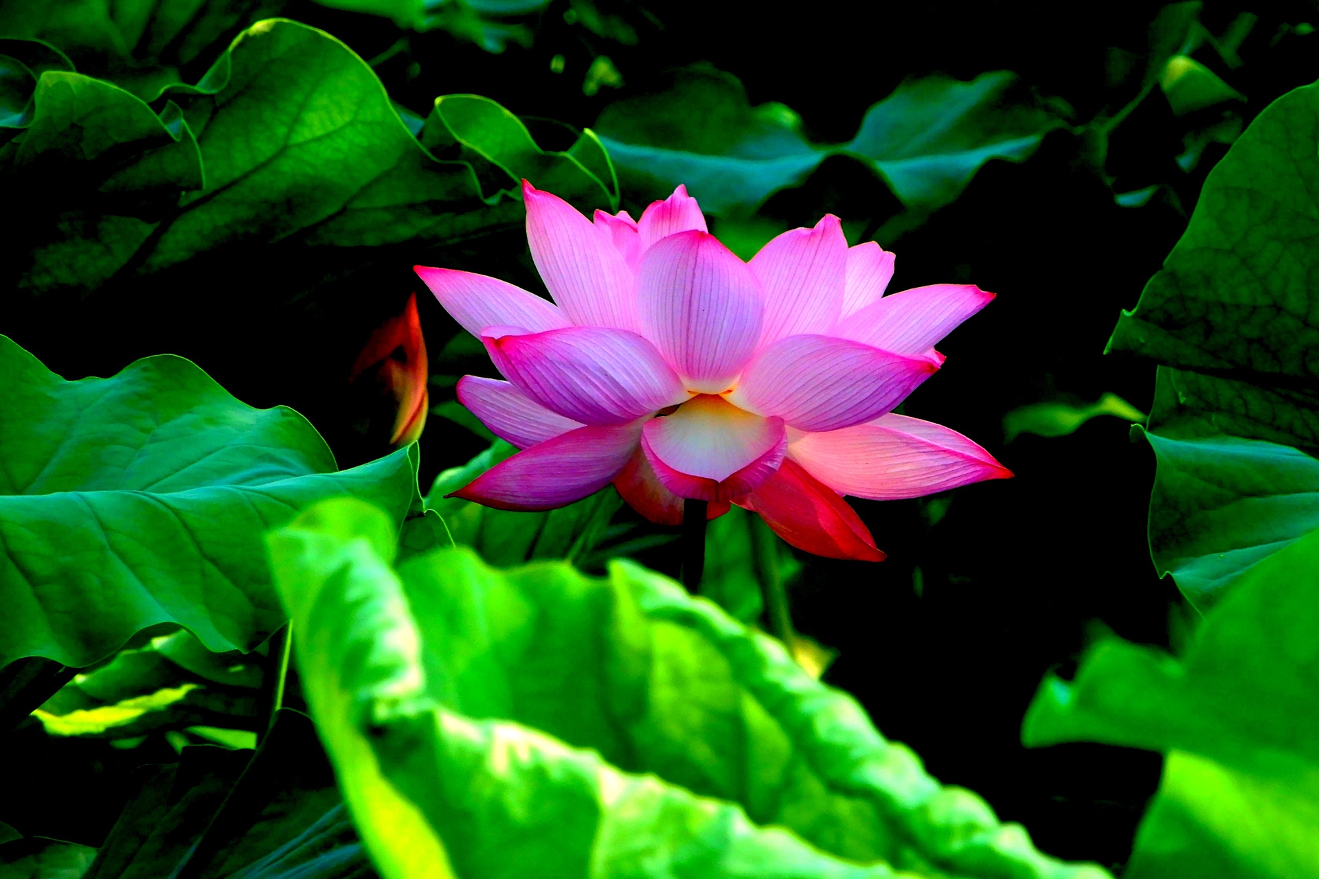 花 植物 蓮の花 壁紙19x1280 壁紙館