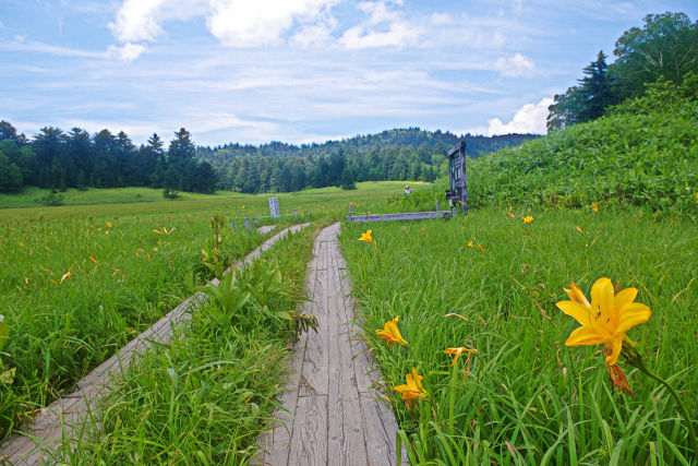 大江湿原 木道から